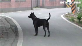 野狗、小狗、黑狗、閃狗