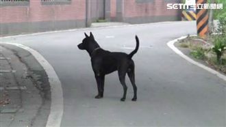 毛孩「倒退」就有水　網：狗版引水人