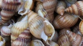 割香螺,中毒,海鮮,呼吸麻痺,貝類