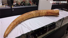 林務局, 農委會,象牙,盜獵
圖／農委會提供