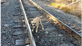 美國,狗,受虐,鐵軌 圖／翻攝自The Dodo