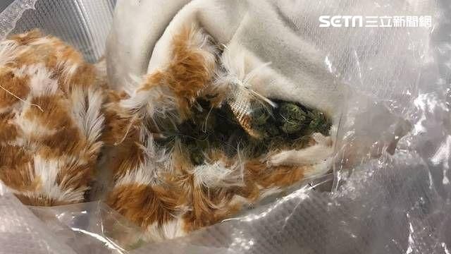 長頸鹿變大麻煩　2男領包裹下場超慘