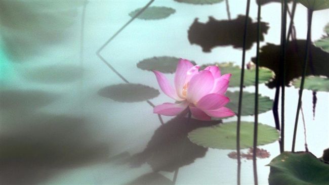 吳景騰追荷攝影展　看見「人生為荷」