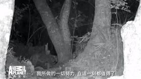 動物星球頻道,滅絕動物大追蹤,生物學家,滅絕物種,台灣雲豹