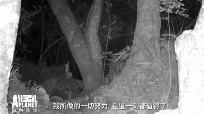 影／消失35年的台灣雲豹再現身影？