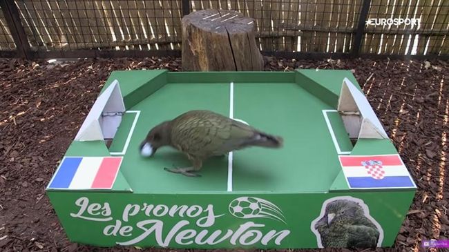 「法克大戰」開打　牠們預測法國奪冠