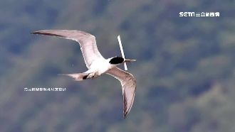 鳳頭燕鷗「嘴卡吸管」　14天還活著