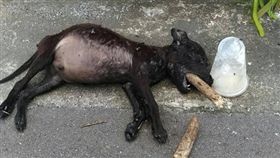 流浪狗,狗屍,凌虐,幼犬,嘉義（翻攝臉書）