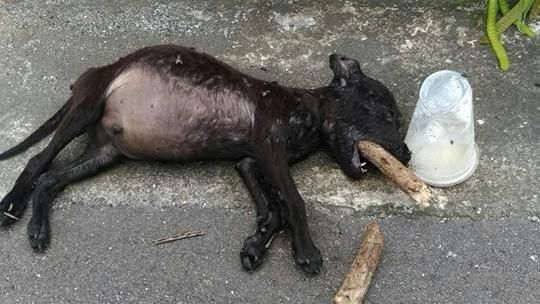 嘉義傳虐狗？幼犬遭枯枝插喉陳屍公墓