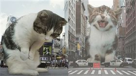 欺負,貓,喵星人,照片,毀滅,地球,小孩,欺騙,P圖,修圖　圖／翻攝自爆怨公社