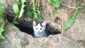 擋不住的眼神攻勢！流浪小貓贏得一餐　次日竟「力道加倍」（圖／翻攝自gag4today）流浪貓,餵食,呼朋引伴,洞穴