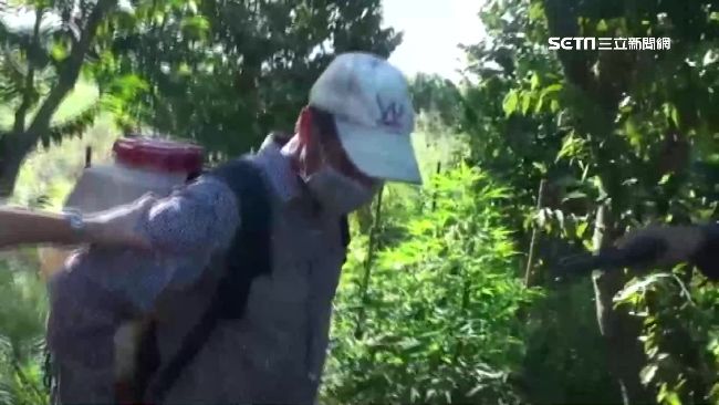 60年代國手　為錢淪落到去種大麻