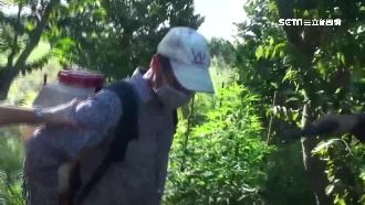 60年代國手　為錢淪落到去種大麻