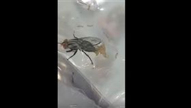  蒼蠅排卵（圖／翻攝自YouTube）