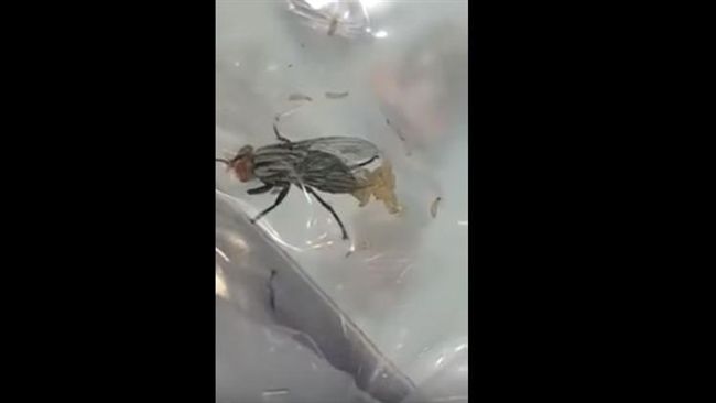 捏蒼蠅媽媽腹部...產下米白蛆寶寶