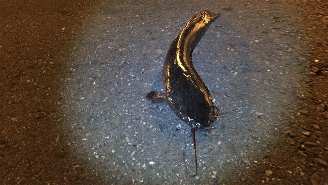 不想變藥燉土虱！「鯰魚哥」集體逃亡