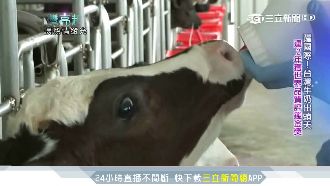 台灣酪農父子檔　自產牛奶奪世界金獎