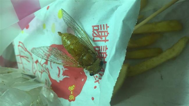 胖胖短短炸薯條　一看竟是高蛋白蟲蟲