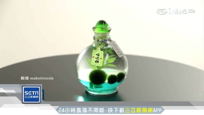 日紀念品造假？非天然「毬藻」卻狂賣