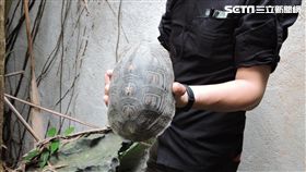 花蓮,燒肉店,保育動物,食蛇龜,豢養（圖／保七總隊提供）