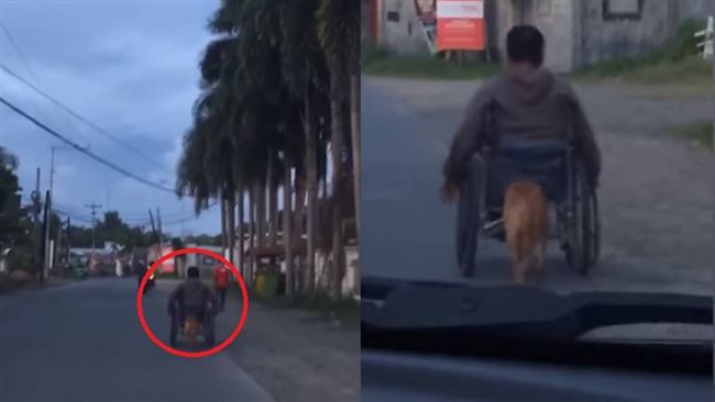 男遇車禍半身不遂　忠犬暖幫他推輪椅