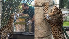 美洲豹,美國,紐奧良,動物園,虐殺,逃出,可愛,Audubon Zoo,Valerio,　圖／翻攝自臉書　