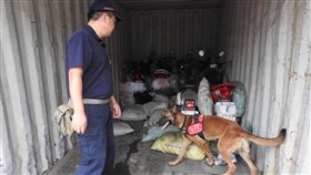 高雄港出動緝毒犬　嚴防端節走私端午節將至，高雄港緝私單位11日啟動聯合查緝專案機制，除了調派X光機儀檢查車，出動的緝毒犬也在領犬員帶領下，專注嗅聞散裝貨輪船艙和貨櫃內貨物。（海巡署提供）中央社記者陳朝福傳真　107年6月11日