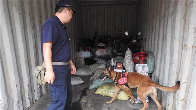 緝毒犬預備軍　小拉布拉多徵寄養家庭