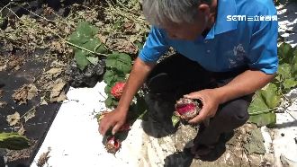 澎湖油庫漏油汙土壤　中油致歉民怒嗆