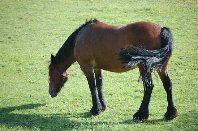非洲馬瘟恐襲中國　死亡率95%