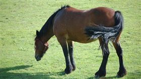 -馬-馬匹-▲圖／攝影者Dees Chinniah, flickr CC License（https://www.flickr.com/photos/cyberdees/3735967340/）