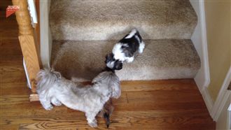小萌狗超萌下樓！貓皇示範霸氣伸腳