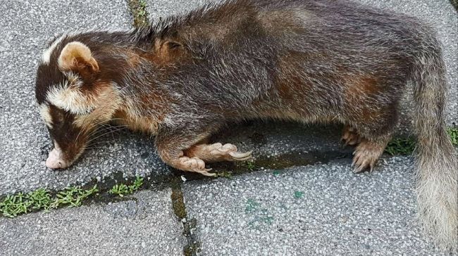花蓮孩童遭鼬獾咬傷　狂犬病再添新例
