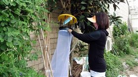7旬婦人意識混淆送醫　嘉義再傳日本腦炎嘉義縣3日確診今年首例日本腦炎後，10日再確診第二例，一名7旬老婦人因意識混淆送醫、確診，衛生局已針對個案活動地周邊懸掛捕蚊燈及誘捕病媒蚊等防治措施。（嘉義縣衛生局提供）中央社記者黃國芳傳真　107年6月12日