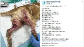 台北,虐貓,藥劑,動保處,臉書,懸賞（圖／翻攝請支持流浪貓TNR計劃）