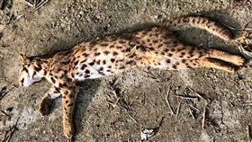 「一個晚上路殺兩隻石虎…」臉書粉絲團《貓徑地圖王小明》昨（19）po文表示，在苗128線烏眉路段、52縣道，有民眾發現2隻石虎遭車輛撞癱，一隻小石虎搶救後幸運生還，但另一隻母石虎因受強烈撞擊，頭部外觀和眼球爆出眼框，不幸死亡。不少網友看到後，紛紛心疼地說「牠們還有未來嗎？我真的不敢去想」。（圖／翻攝自臉書《貓徑地圖王小明》）