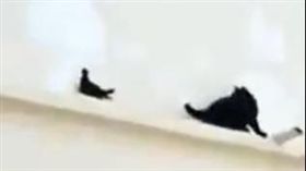 抓鳥被戲弄！小黑貓卡屋簷　鳥兒在眼前卻抓不到（圖／翻攝自Interesting Stuff臉書）貓咪,小鳥,倒車,屋簷