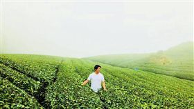 嘉義的輕井澤！謝哲青梅山「找茶」趣
業配
嘉義縣,梅山,文化觀光祭,謝哲青,製茶工序,茶道,輕井澤