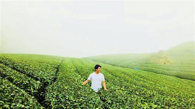 嘉義的輕井澤！謝哲青梅山「找茶」趣