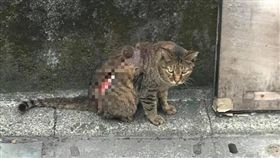 台北,動保法,腐蝕藥劑,潰爛,街貓,TNR。翻攝畫面