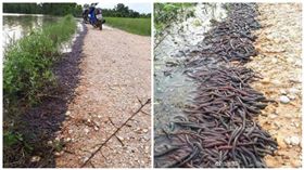 泰國那空拍濃府（Nakhon Phanom）一處河岸邊出現蚯蚓大軍（圖／翻攝自泰國網微博）