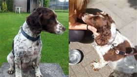 愛犬被偷變浪浪　飼主苦尋5年終團圓
英國,倫敦,薩默塞特郡,Scampi,流浪狗,網路,感人
https://metro.co.uk/2018/07/20/stolen-dog-scampi-spaniel-reunited-owners-five-years-7738472/