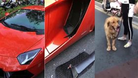 藍寶堅尼被黃金獵犬衝撞毀損。翻攝自《梨視頻》