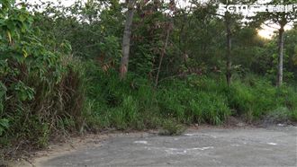 假意外真情殺！現場蒼蠅竟是關鍵線索