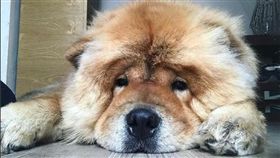 ［翻攝自hugo_thechowchow］