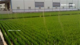 蟲龍捲,雙翅目昆蟲