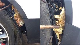 蜜蜂,蜂巢,蜂窩,車,擋泥板,車尾,四川,大陸,換車,買車　圖／翻攝自封面新聞　https://goo.gl/mykSRb