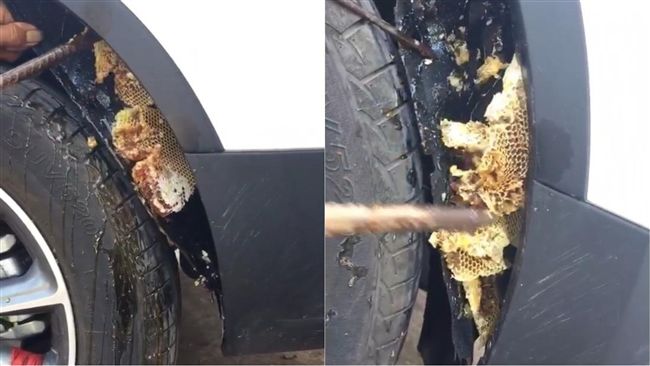 新車有蜂窩！他找車行理論竟得這回應