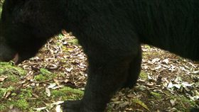 16:9
台灣黑熊幼熊現蹤南安瀑布（2）花蓮卓溪鄉南安瀑布步道附近，有民眾多次目擊台灣黑熊幼熊，但目前仍無法確認母熊是否在附近，為遊客安全已暫時封閉南安瀑布，並派員嚴密監測。圖為花蓮林管處設置的自動照相機監測影像。（花蓮林管理處提供）中央社記者李先鳳傳真　107年7月20日