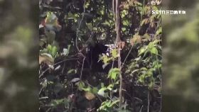 黑熊寶闖路060.0(DL)